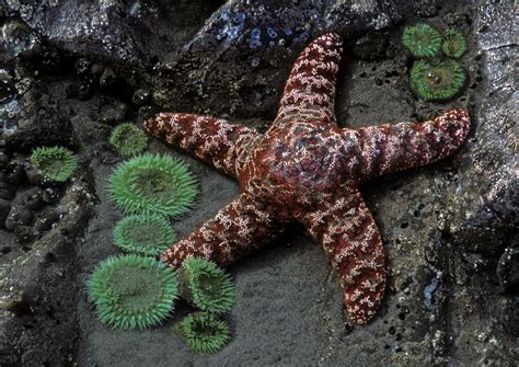 Starfish And Anemones Photograph By Dave Mills Fine Art America