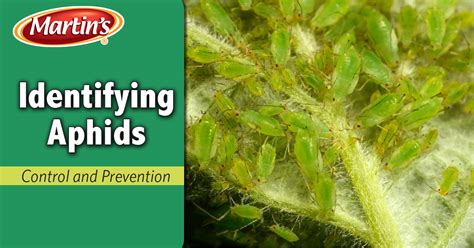 How To Identify Aphids