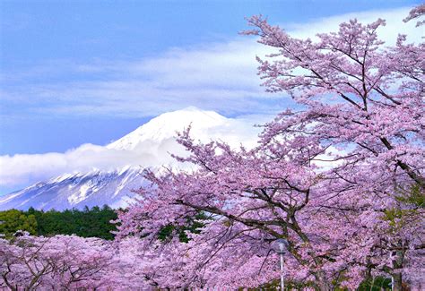 Mt Fuji And Sakura Flickr Photo Sharing