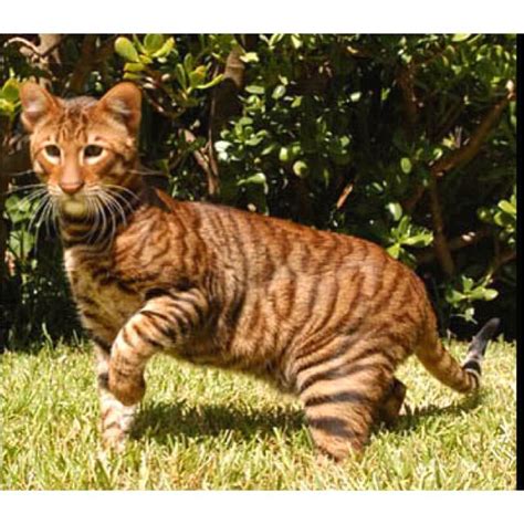 List 102 Images Cat That Looks Like A Tiger Latest