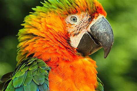 Catalina Macaws As Pets Species Profile