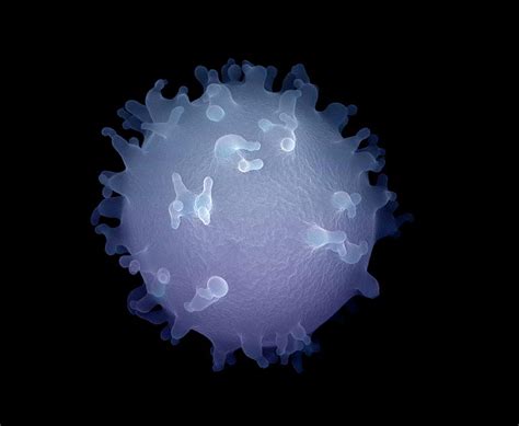 Monocyte White Blood Cell 1 Photograph By Ami Imagesscience Photo