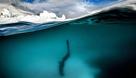 صور غواص فرنسي يسبح في مياه القطب الجنوبي