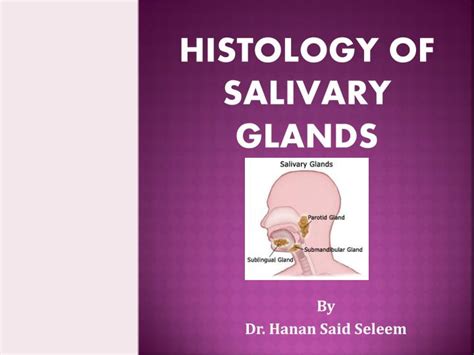 Ppt Histology Of Salivary Glands Powerpoint Presentation Free