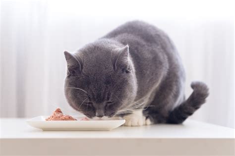 6 Homemade Cat Food Recipes for Senior Cats (with Pictures ...
