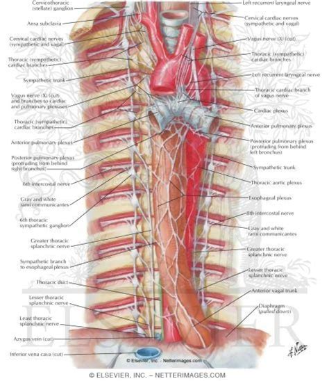 Autonomic Nerves In Thorax Sympathetic Trunk In The Thorax