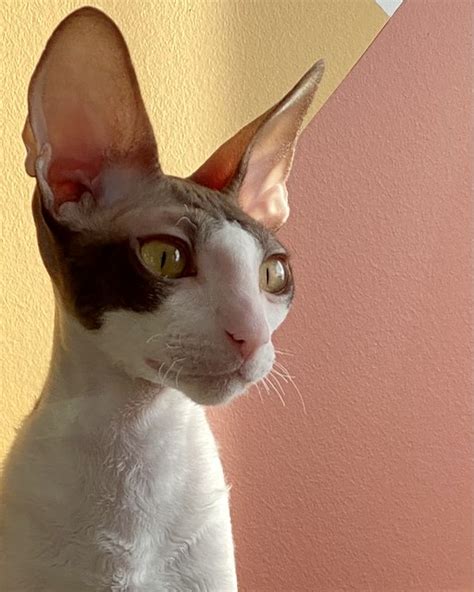 Cornish Rex Cat Pictures And Information Cat