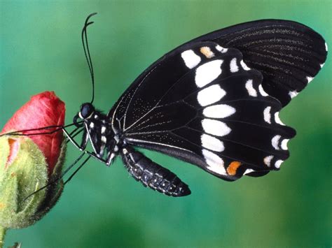 1600x1200 1600x1200 Butterfly Color Spots Wings Flower Wallpaper