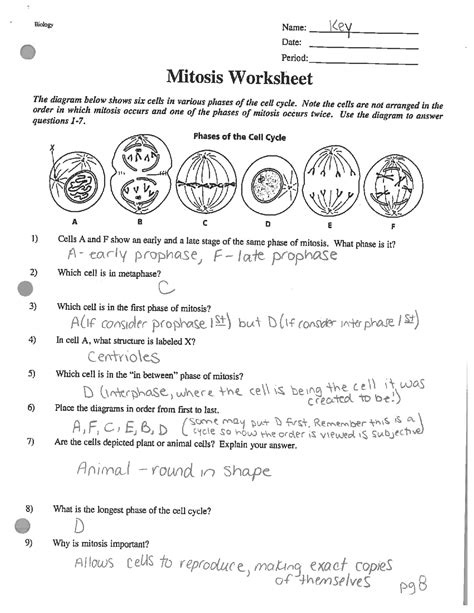 Mitosis Worksheet Answer Key Honors Biology Exercises Cell Biology