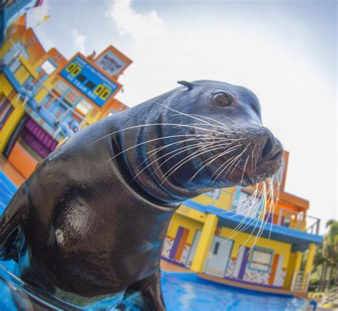 Seaworld And Busch Gardens How To Experience The Best Of Both Parks