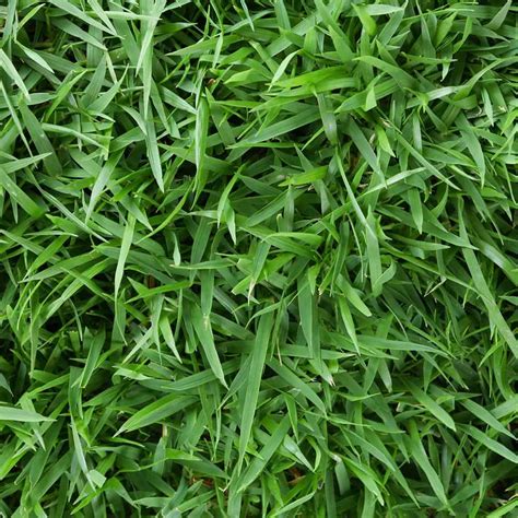 9 Different Types Of Yard Grass For The Perfect Lawn
