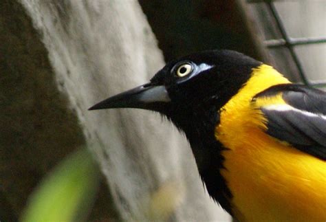 Turpial National Bird Venezuela Cabeza De Hacha Aves