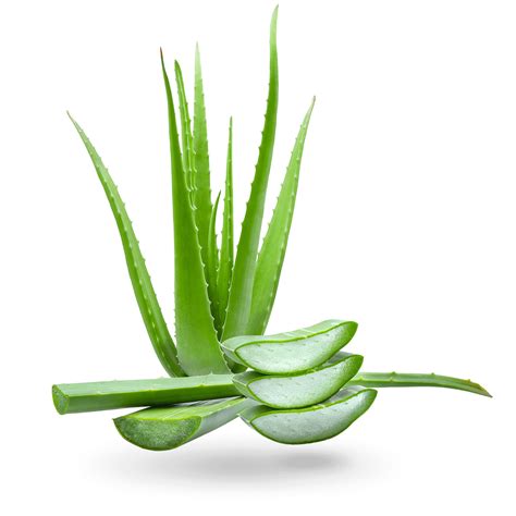 Aloe Vera Sicarfarms