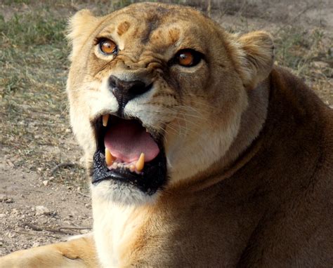 Angry Lioness Photograph Taken At Shamwari Game Reserve S Flickr