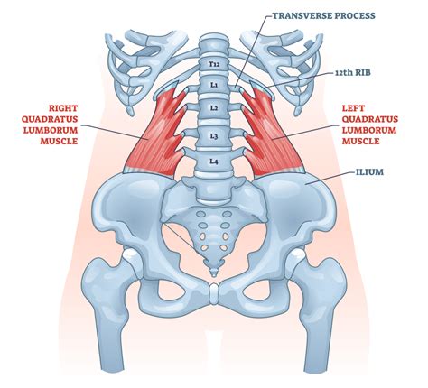 Quadratus Lumborum Exercises And Stretches Inspire Us