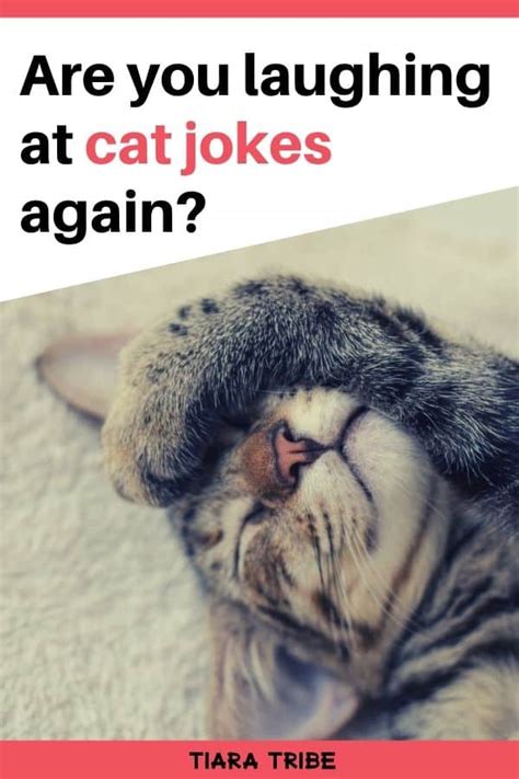Cat Jokes That Are So Funny Youll Be Feline Pawsome