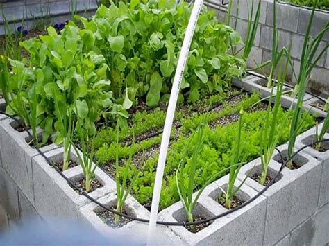 Building raised garden beds provide better water retention and a safer growing space. Learn How to Build a Cinder Block Garden
