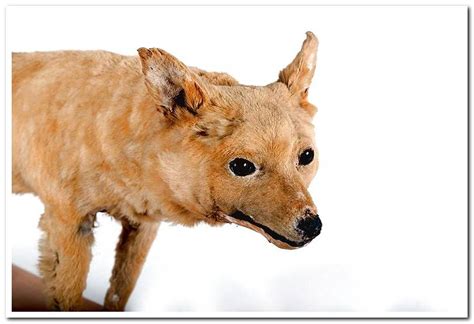 Extinct Dog Breeds History Photos And Characteristics Dogsis
