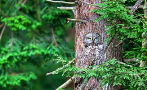 Owl In A Tree Owl Wild Birds Animals
