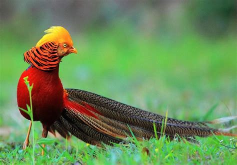 Burung golden pheasant sering dipanggil burung tercantik di dunia karena memiliki bulu yang sangat indah. 10 Burung Tercantik di Dunia Tak Pernah Tergantikan Hingga ...