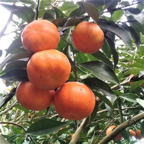 Vietnam Mandarin Orange Tangerine Fresh Fruit Premiumhigh Quality