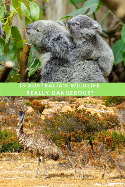 Is Australias Wildlife Dangerous Empty Nesters Travel