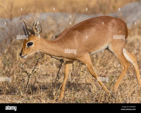 Kruger National Park South Africa Steenbok A Small Antelope