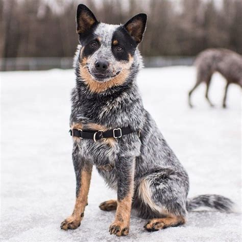 The australian cattle dog is of moderate build, enabling this breed to combine great endurance with bursts of speed and extreme agility necessary in herding cattle. Canine Psychologists Were Surprised When They Ranked The ...