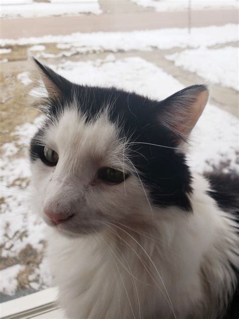 Cats are very cute and good animals, who treat their masters. My sweet kitty | Kitty, Animals, Cats