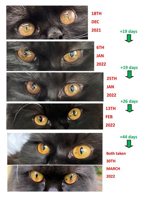 Has My Cat Mags Got Eye Melanoma Eye Melanosis With Pictures