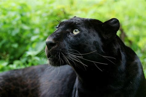 Black Panther Animal Hunting