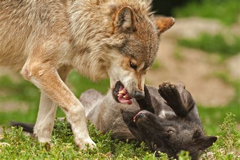 Do Wolves Eat Their Prey Alive Fauna Facts