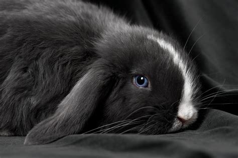 Baby Rabbit With Blue Eyes Super Cute Animals Rabbit Wallpaper Cute