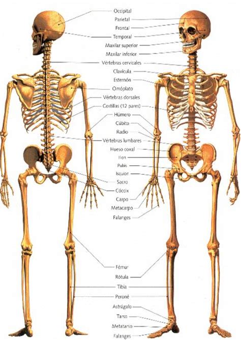 Huesos En El Cuerpo Humano