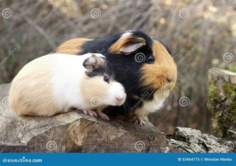 Guinea Pig Love Stock Image Image Of Adorable Little 53464773