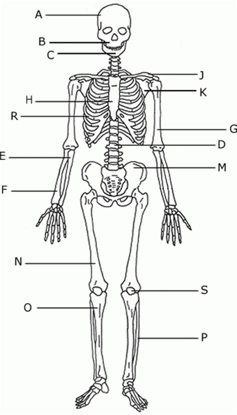 Printable Blank Skeleton Diagram