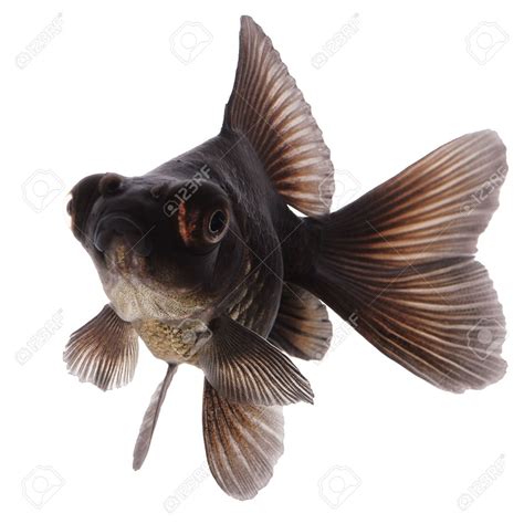 Black Goldfish on White | Black goldfish, Goldfish, Oranda goldfish