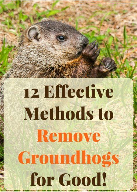 How To Keep Groundhogs Away From Your Vegetable Garden Easy Backyard