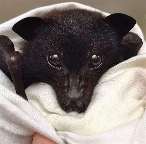 One Adorable Bat Face Bat Animal Power Animal Cute Creatures