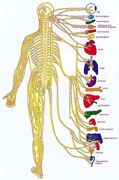 the functions of the nervous system spinal nerve chart chiropractic subluxation