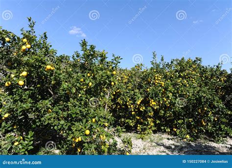 Lemon Trees With Ripe Lemons Ready To Harvest Stock Photo Image Of