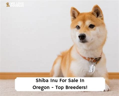 Shiba Inu Puppies In Oregon For Sale Top 7 Breeders 2023 We Love