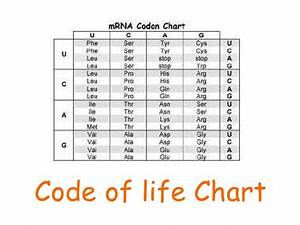 Code Of Life Chart