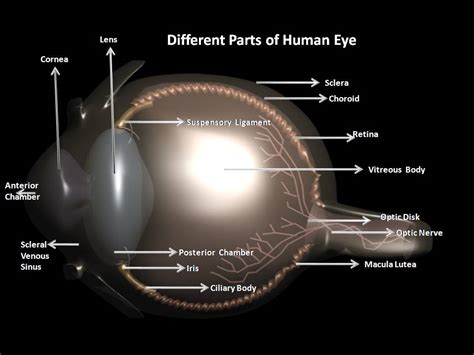The eyeball is approximately spherical in shape with a diameter of about 2.3 cm to 2.5 cm. Manash (Subhaditya Edusoft): Human Eyes : Visual opening ...