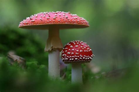 What To Do If You Think You Ate Poisonous Mushrooms