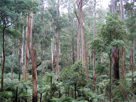 Logging Banned Across 186000 Hectares Of Au Old Growth Forest In