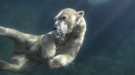 Photo Animal Polar Bears Underwater World Bear Water Swim 2560x1440