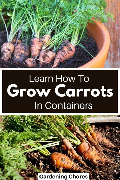 How To Grow Carrots In Containers Complete Growing Guide