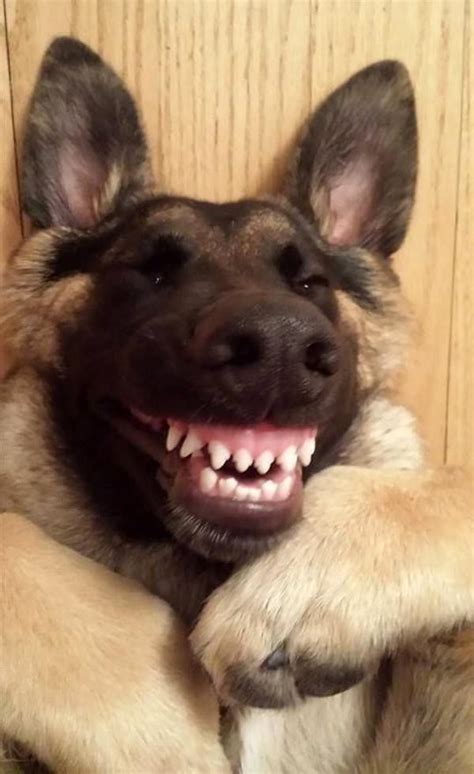 Funny pictures about animals, creatures, pets, dog. 28 Good Looking Animals That Take Better Pictures Than You ...