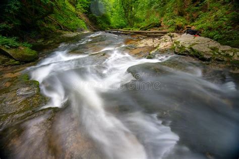 Mountain River Stream Flowing Through Thick Green Forest Bistriski